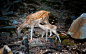 General 1680x1050 animals baby animals deer