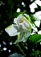 栀子花纯白花朵与小虫子