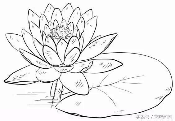 白描［荷花］
