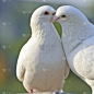 两个爱心白色鸽子