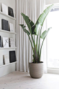 80+ Beautiful Indoor Plants Design in Your Interior Home - Page 40 of 84 - Veguci