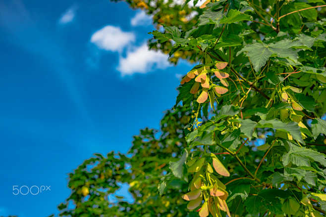 winged sycamore seed...