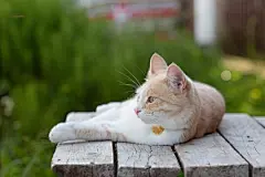 点击来源直接获取大图文件 |A contented red-and-white cat with a personalized medallion lies on the street