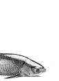 黑白铅笔绘画写实素描鱼
