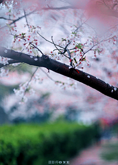 七月不夏采集到这些花儿