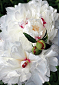 摄影 牡丹 牡丹Paeonia suffruticosa：牡丹与芍药花…