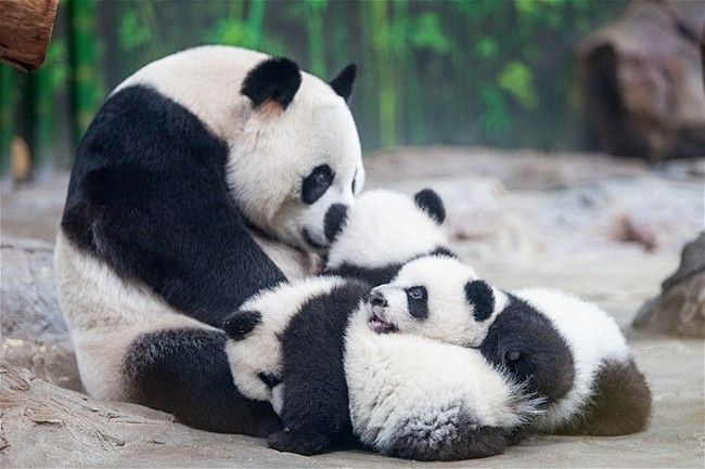 长隆熊猫三胞胎与母团圆 母兽独立带养开始