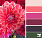 dahlia brights