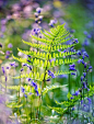 Fern and Bluebells, Cowdray Forest by Alan MacKenzie on Flickr.: 