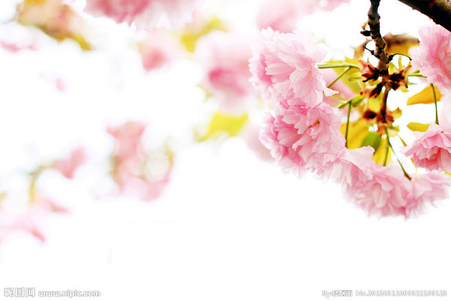 樱花摄影图__花草_生物世界
