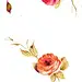 玫瑰花手绘插画素材