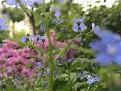 在纽约曼哈顿中央公园的春天，勿忘我植物开花。