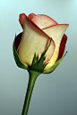 Rose by Cristobal Garciaferro Rubio on 500px