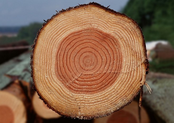树桩木材图片
