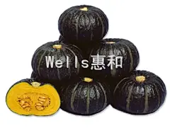 产品目录,南瓜种子,西甜瓜种子,胡萝卜种子,大葱种子,上海惠和种业有限公司
