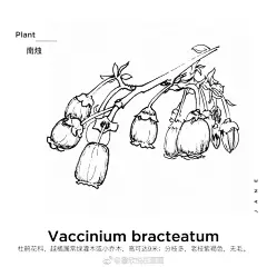 我的植物日记
植物百科
对花朵总有莫名其妙的热衷
爱花的美丽，花的生命力和孕育力。
在画画中疗愈自己
#手绘作品#（作者：@詹欣悦在画画 ） ​​​​