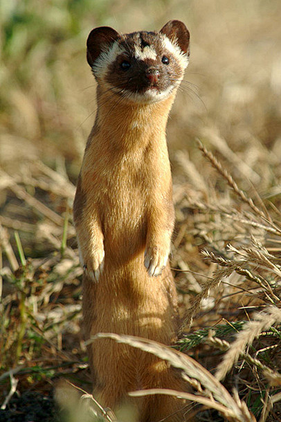 食肉目鼬科鼬属黄鼬