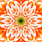 橙色,仅一朵花,中心,式样,曼荼罗,万花筒,玫瑰,几何形状,一个物体,对称