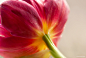 botanical closeup floral flower Flowers macro Nature pink still life tulip