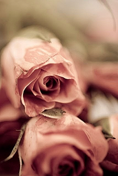 舍栗子采集到玫瑰，月季，我的爱~~~