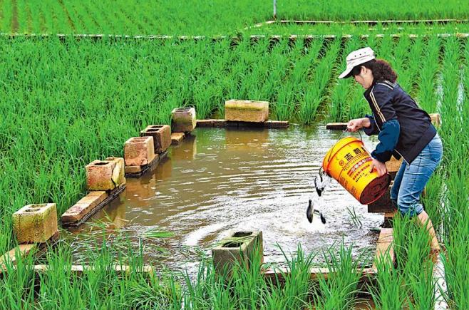 什么是“稻鱼共生”？曾风靡全国的养殖方法，为何如今没人养了？_腾讯新闻