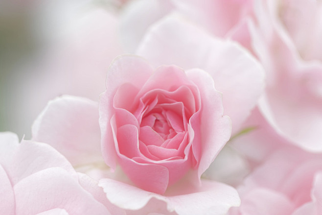 Photograph rose pink...