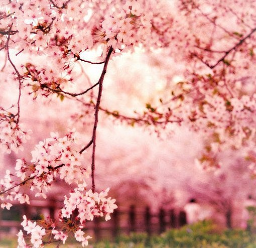 【樱花季：樱花纷飞时】情侣〔十四〕

月...