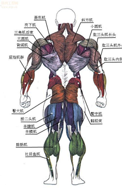 一只灰机采集到头颈肩肌肉人