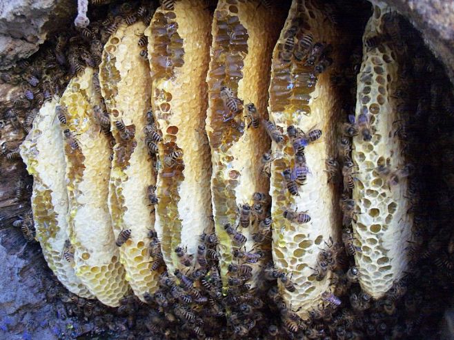 成熟封盖的平塘野蜂蜜