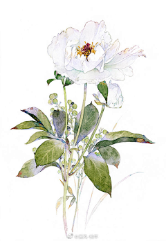 癸乙采集到水彩植物