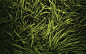 General 1920x1200 grass nature
