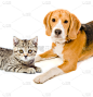 小猫苏格兰直和比格犬