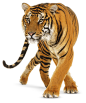 老虎 PNG