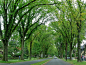 longest arch of elm trees in US; Westmont Borough, Johnstown, PA best place to grow up.: 