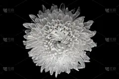 白色,菊花,黑色,黑色背景,大丽花属,美,留白,芳香的,水平画幅,无人