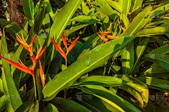 美丽的壁纸，异国情调的花橙色的极乐鸟与水滴。非常适合在设计中使用