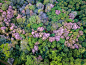 鸟瞰图上的绿色森林与樱花盛开在泰国清莱省Doi昌山山顶周围。图片素材