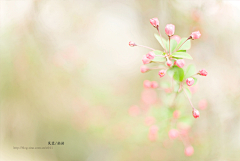 yinxueerd采集到花儿