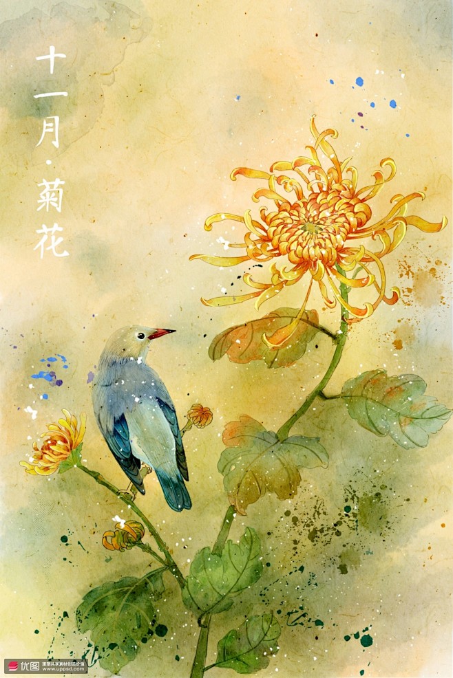 十一月菊花花鸟国画手绘十二月花语插画 植...