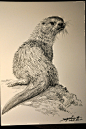 狮鸢SONNY   OTTER