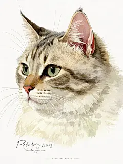 波斯猫系列手绘，脸部侧脸全脸大大写实，世界大师级经典作品水彩染彩质感淡雅色调，柔和的马克笔触感，扁平插画风格，柔光背景突出猫咪细节，细腻的毛发表现，轻微高光增强立体感，清新的视觉呈现，背景纯白色。不要影子。