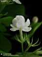 洁白芳香的茉莉花
