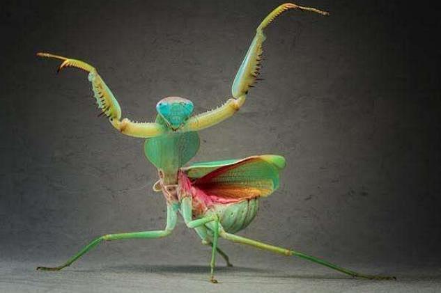 6魔花螳螂魔花螳螂有着螳螂之王的称号是目前世界上最稀有的螳螂种类