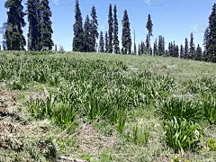 克什米尔的野菜田