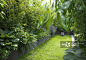 Private garden with bamboo and herbaceous border, June - 创意图片 - 视觉中国