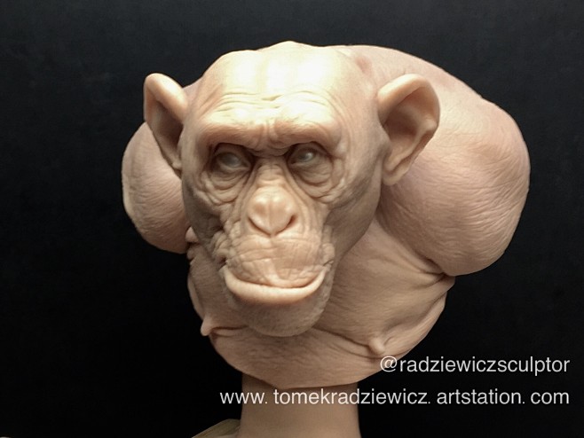 Monkey, Tomek Radzie...