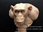 Monkey, Tomek Radziewicz : Monkey/ super skulpy/