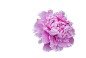 牡丹