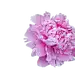 牡丹