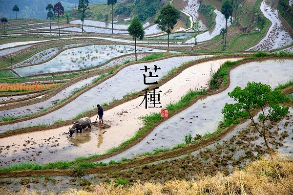 芒种是二十四节气之一，一般在6月6日前后...